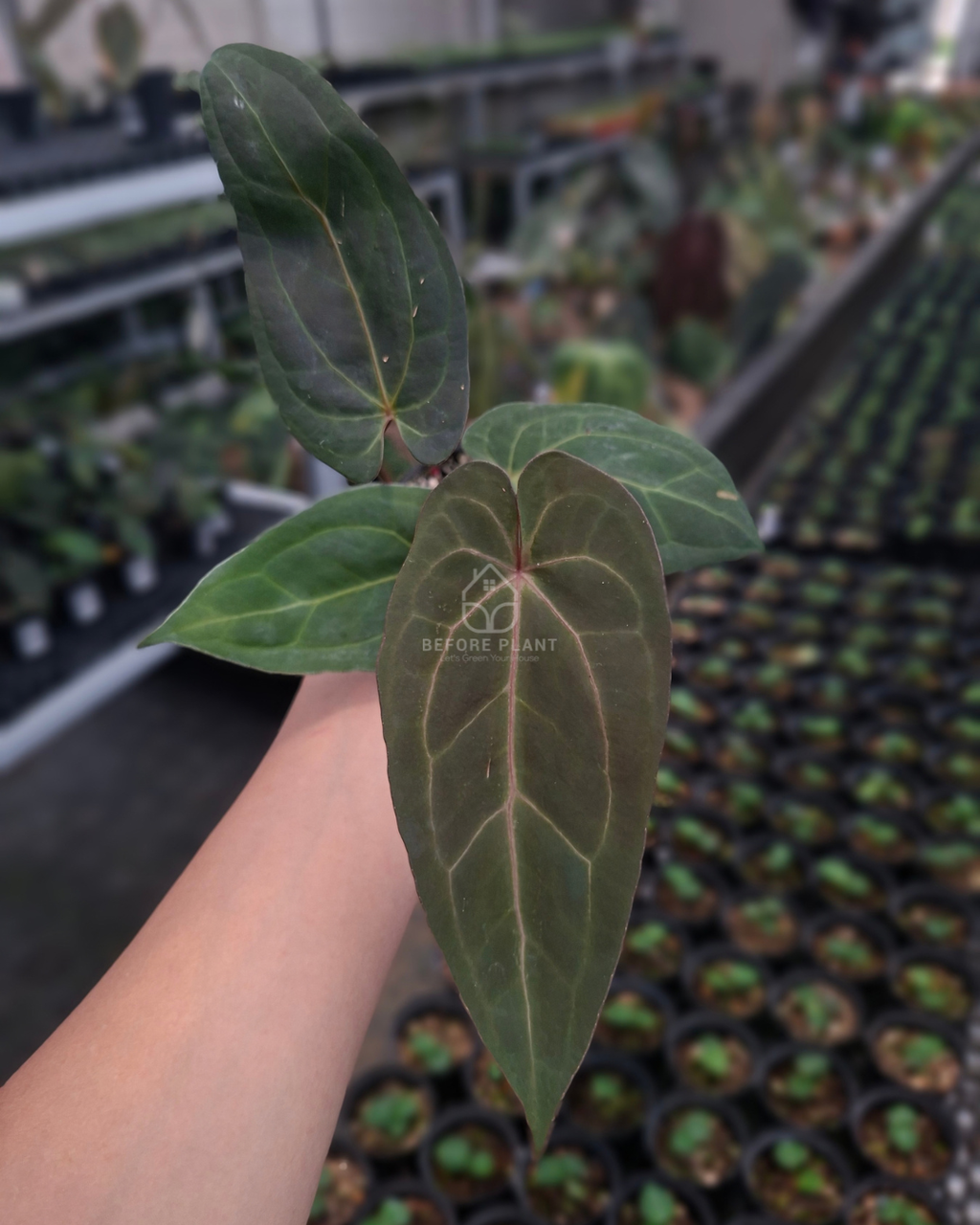 Anthurium Papillilaminum x Indigo