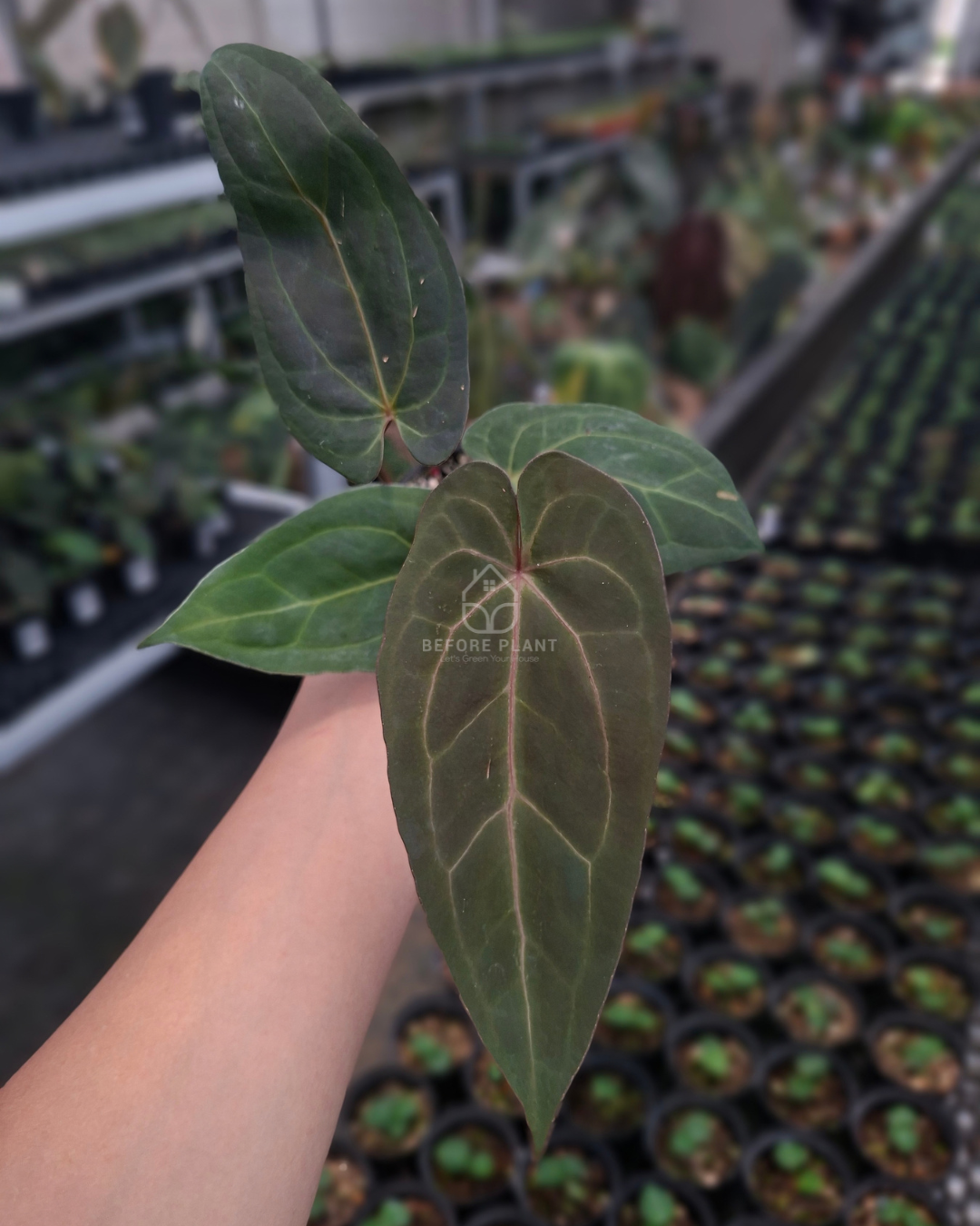 Anthurium Papillilaminum x Indigo