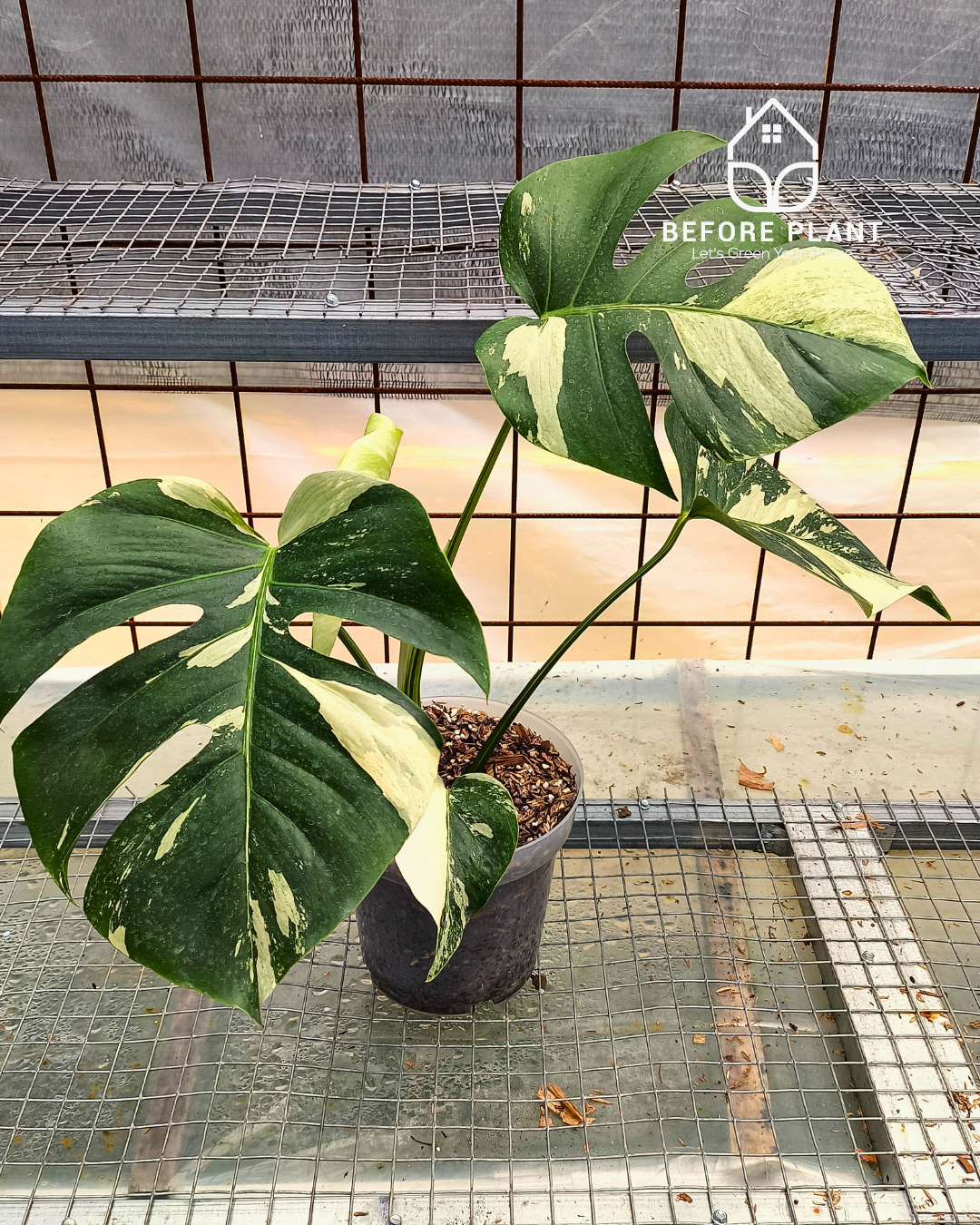 Monstera Jungle Mint