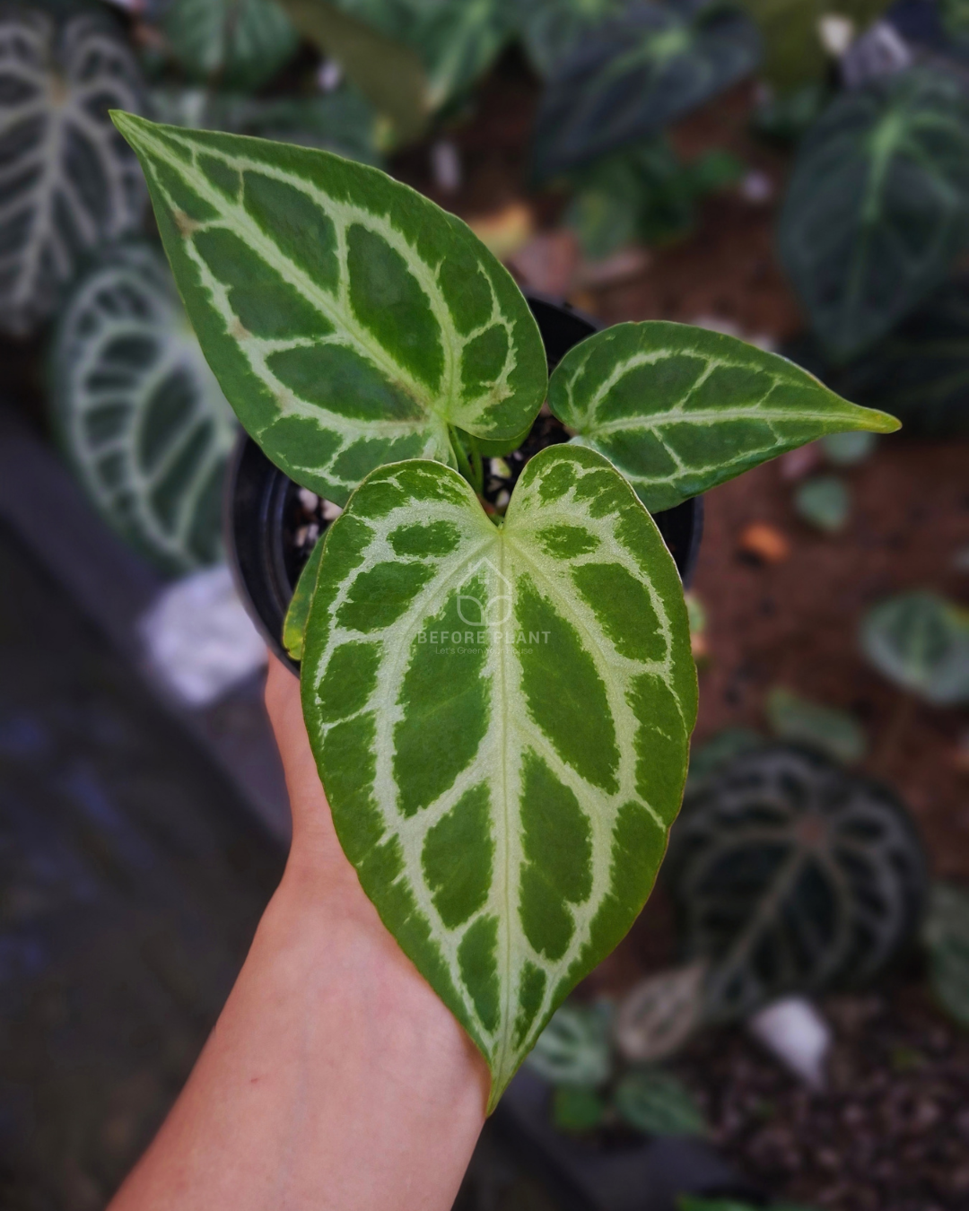 Anthurium Silver Blush x Magnificum