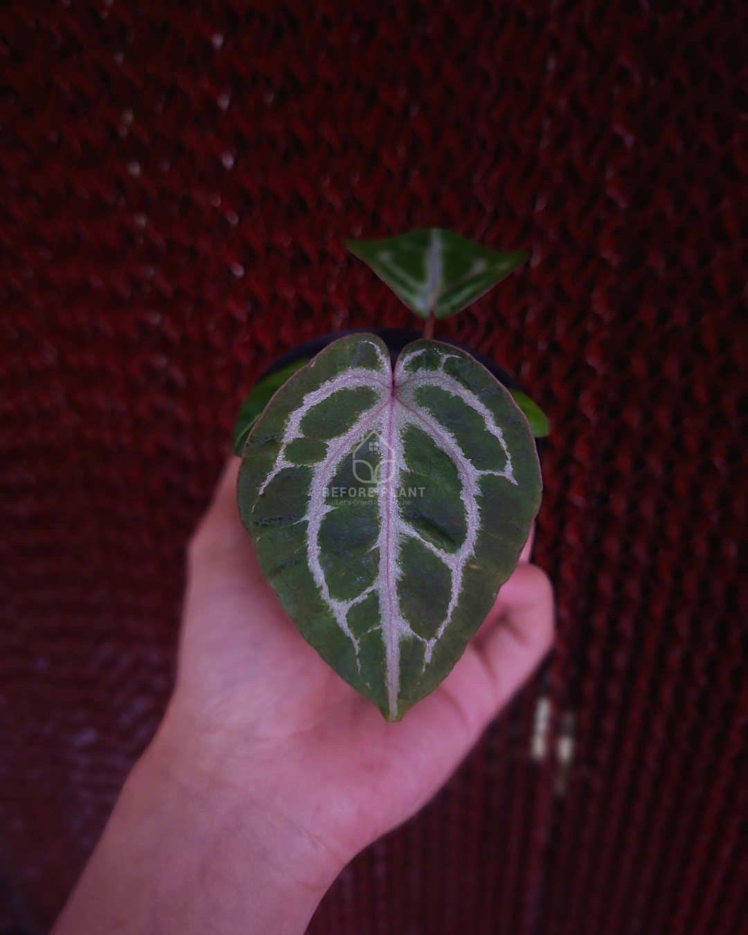 Anthurium Michelle x Red Tiger