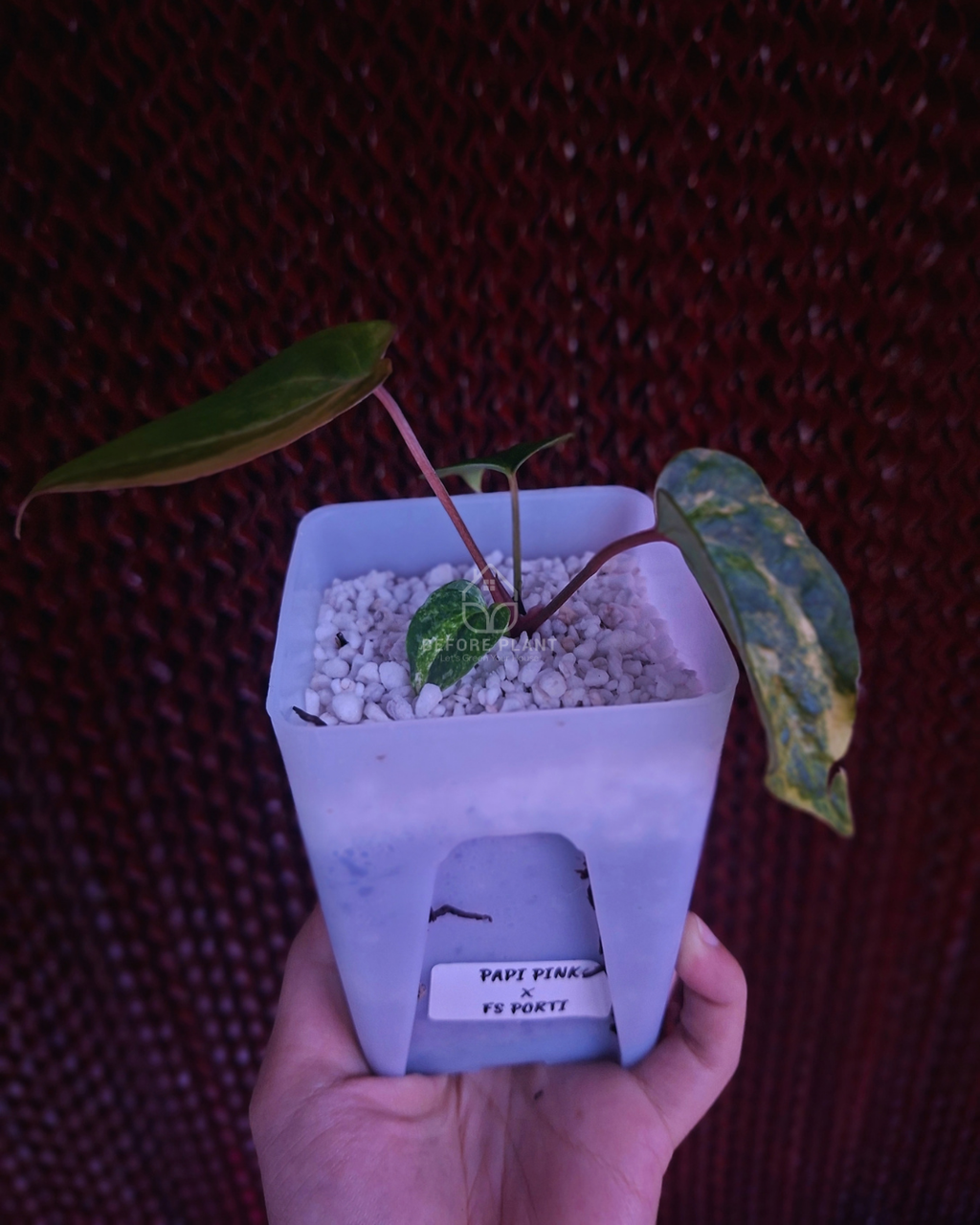 Anthurium Papi Pink x FS Portillae
