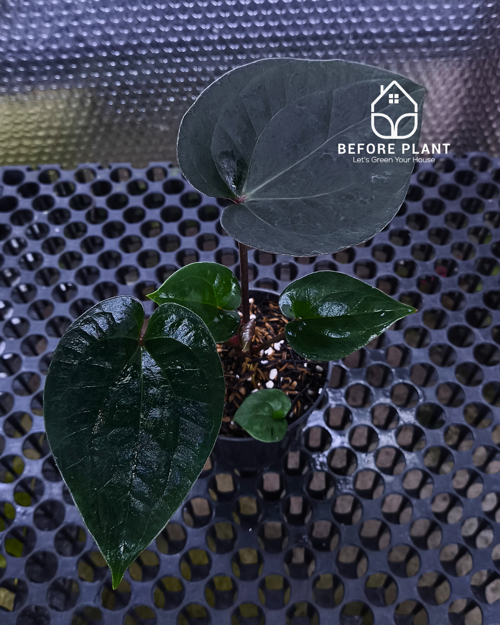 Anthurium King Of Spades ( HU ) x Luxurian