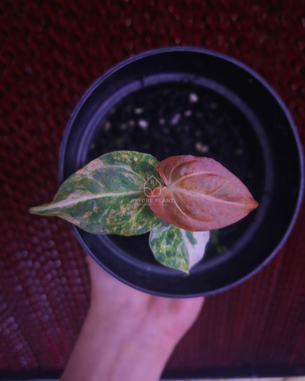 Anthurium Papi Pink x Blue Papi