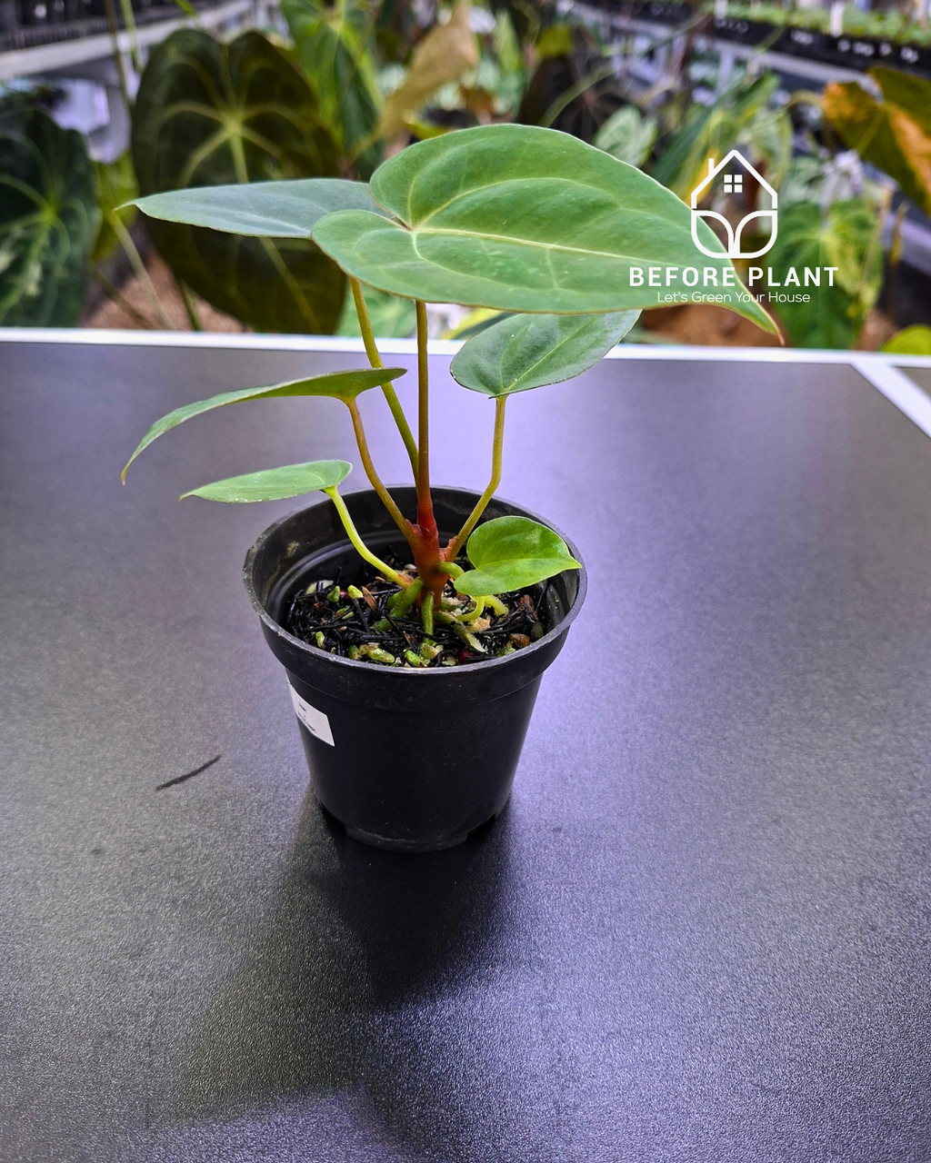 Anthurium Papillilaminum x Blue Papillilaminum
