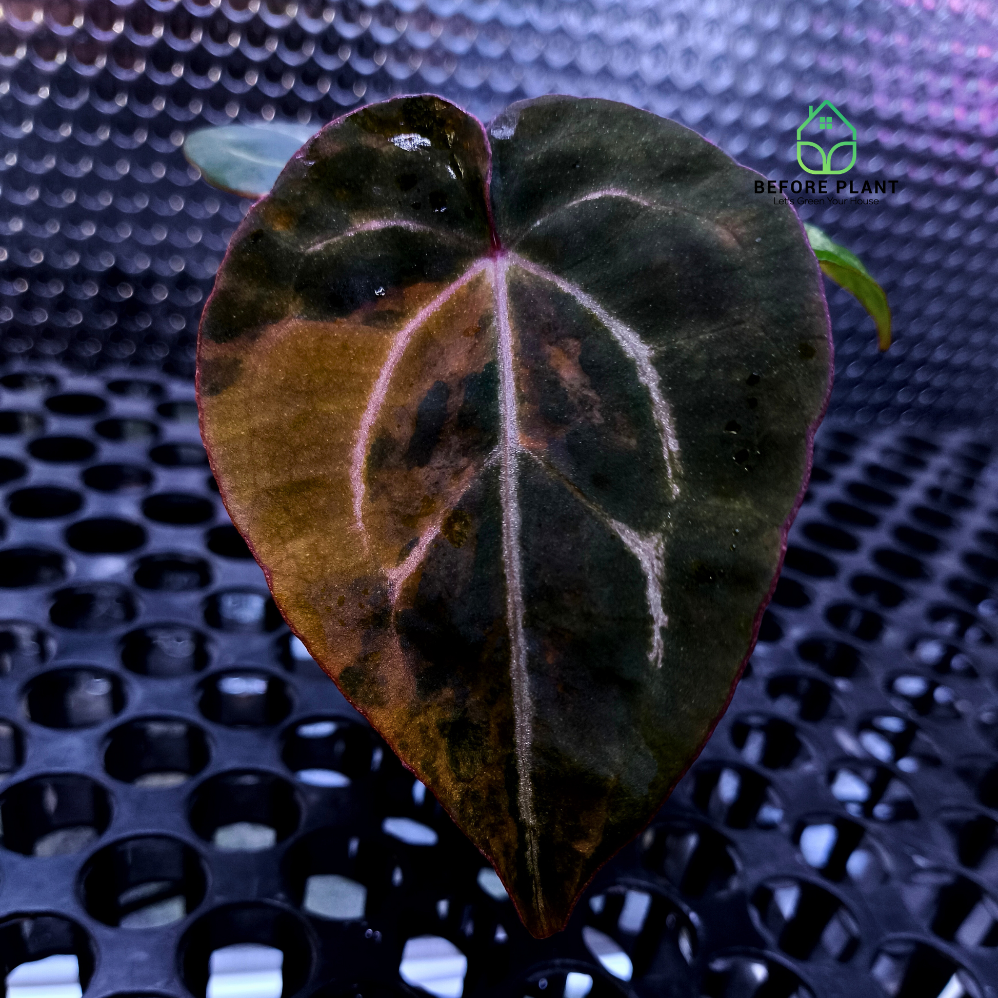 Anthurium Twistter x Red Crystal (RC)