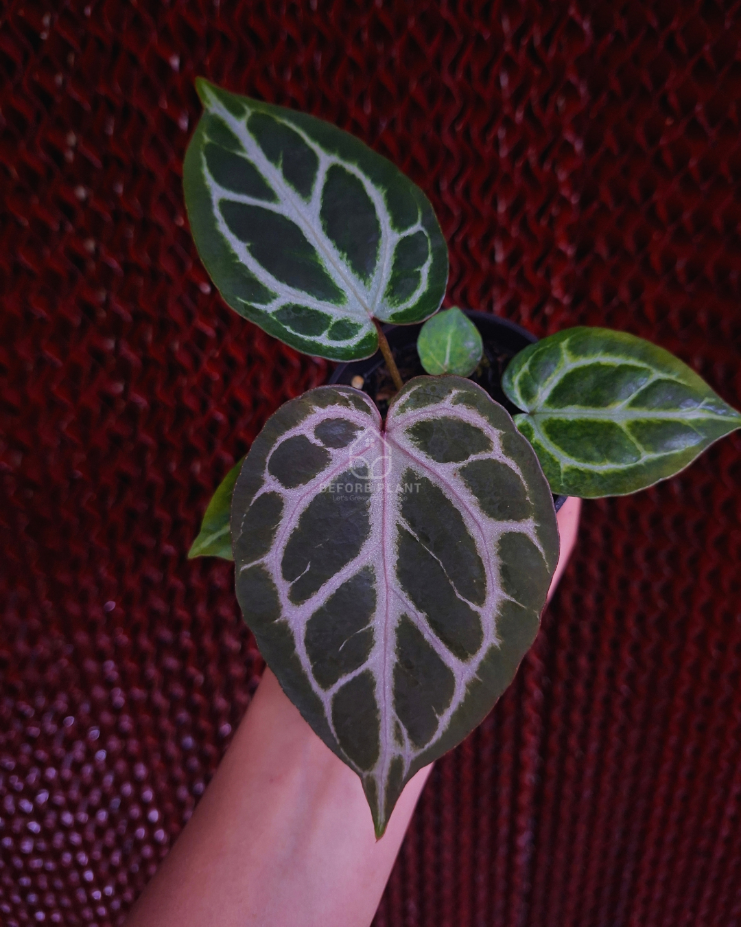 Anthurium Michelle Silver Blush KOS x Michelle