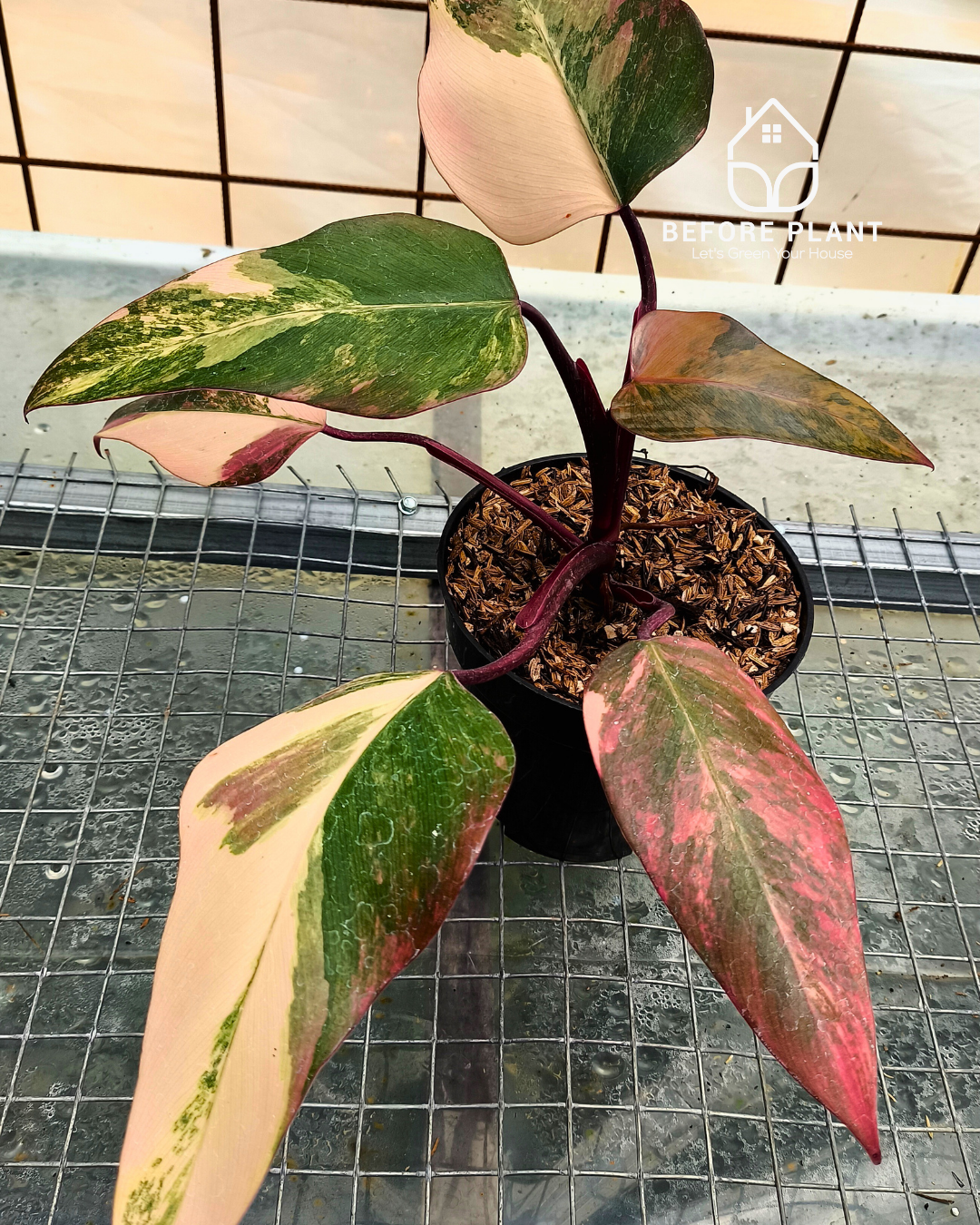 Philodendron strawberry shake