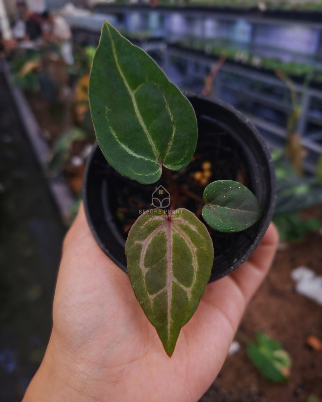 Anthurium Michelle x Michelle Variegated