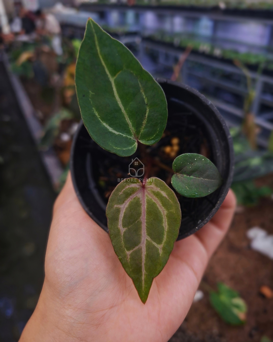 Anthurium Michelle x Michelle Variegated