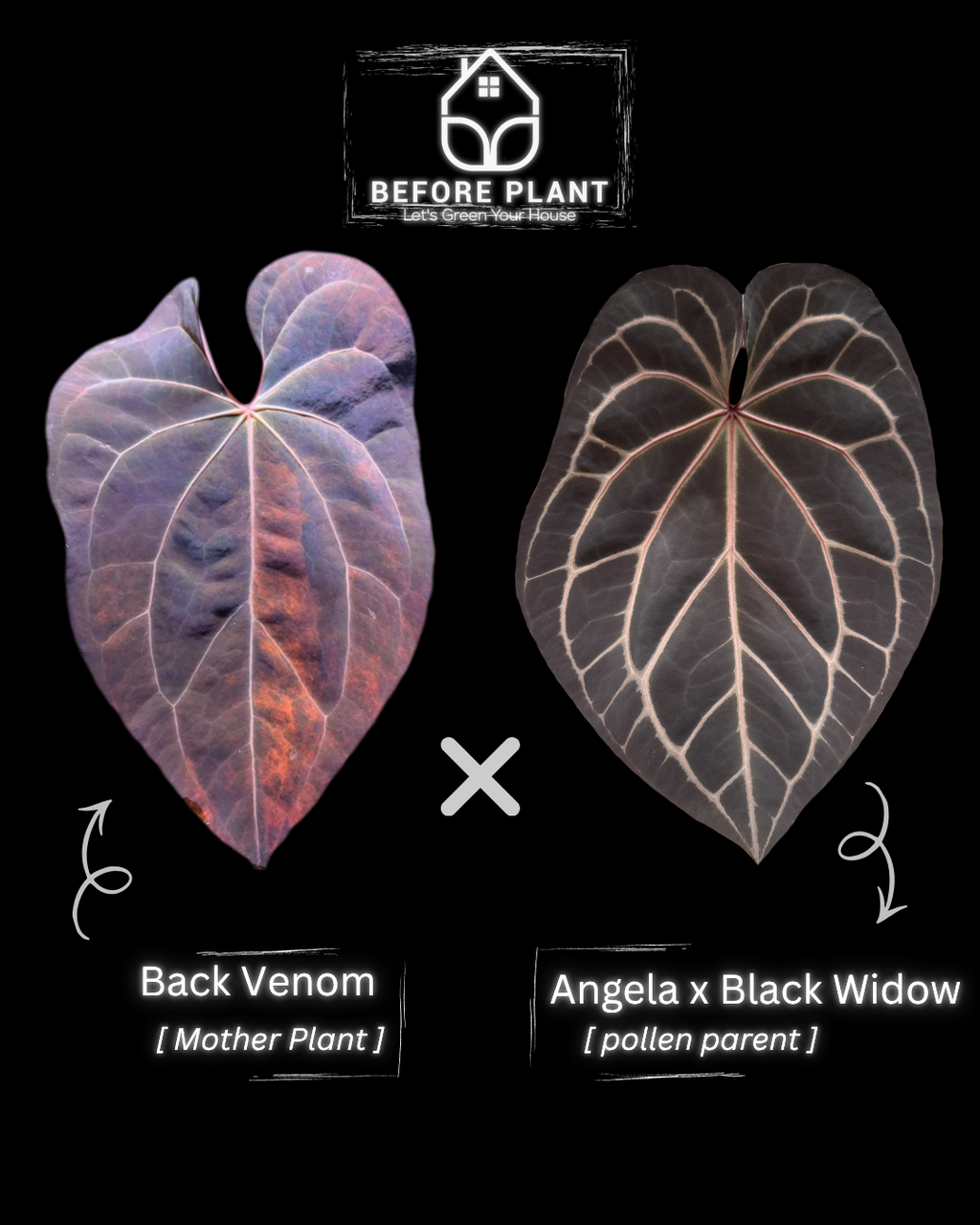 Anthurium Black Venom x Angela Black Widow