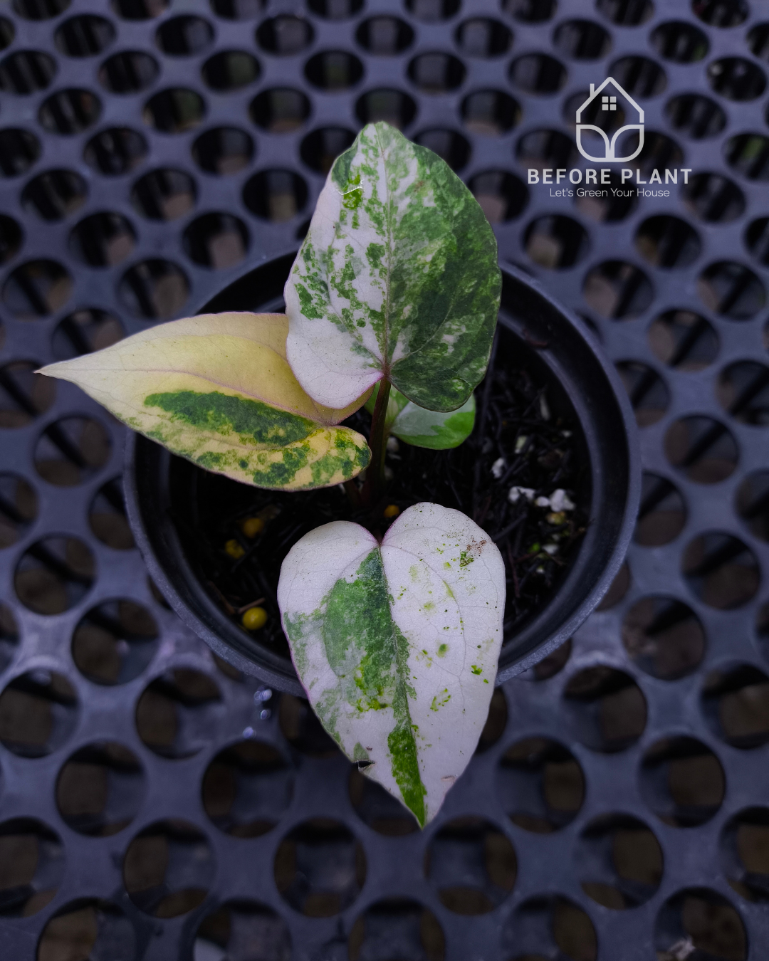 Anthurium Black Venom x Twilight Armor