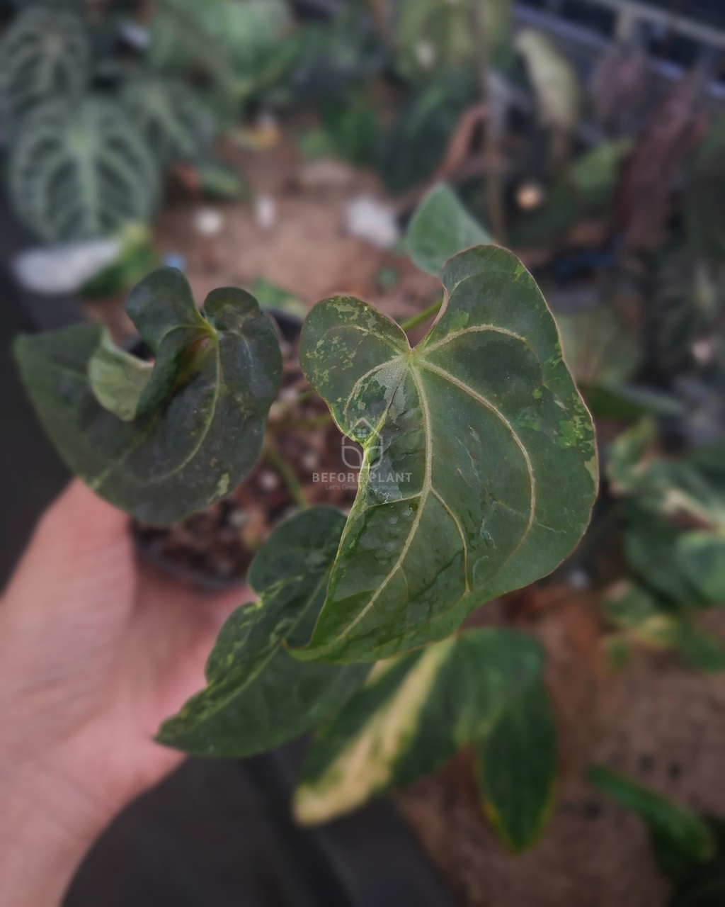 Anthurium Forgetii Blister x Blood Of Blue