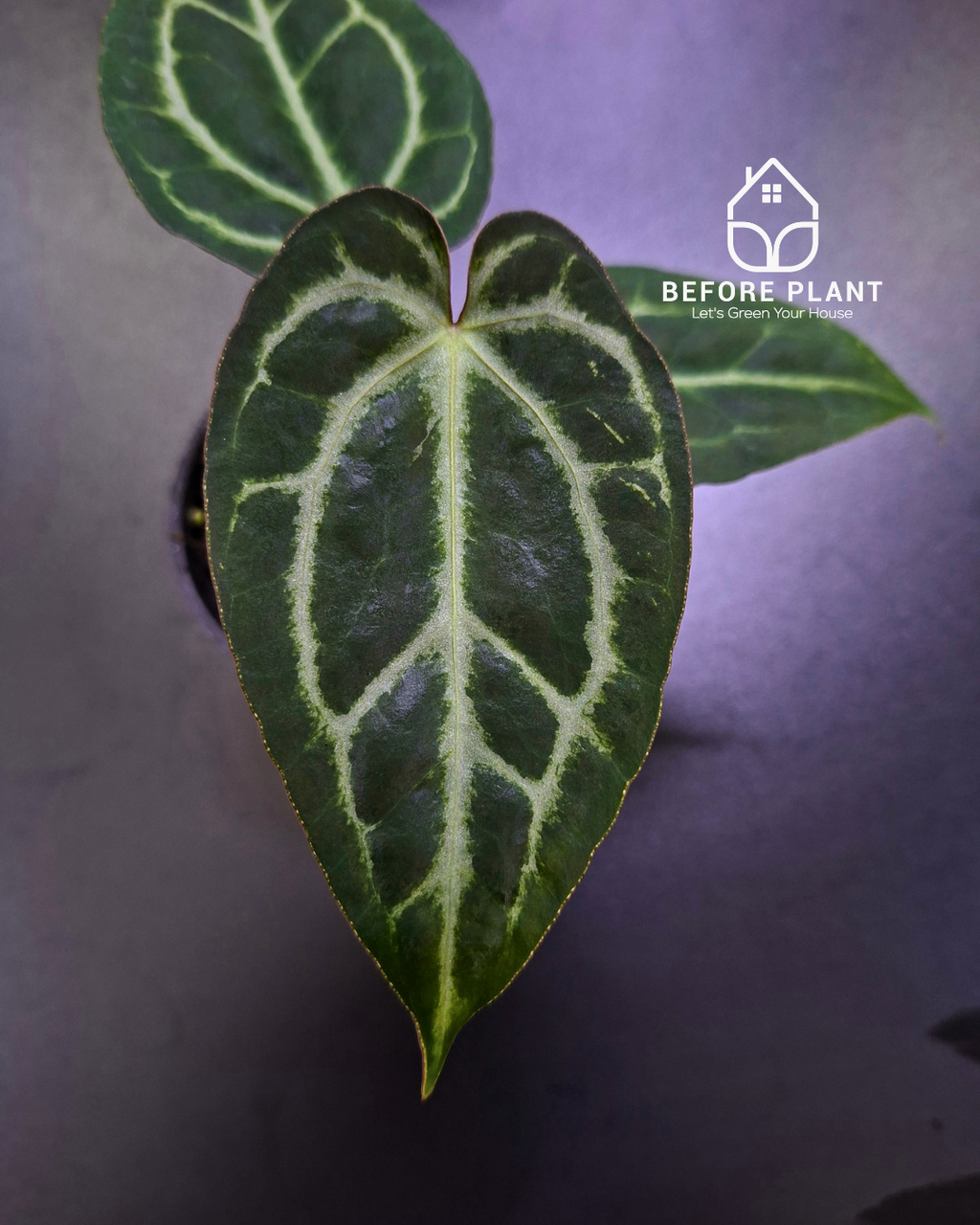 Anthurium Black Venom x Papillilaminum Red Crystal