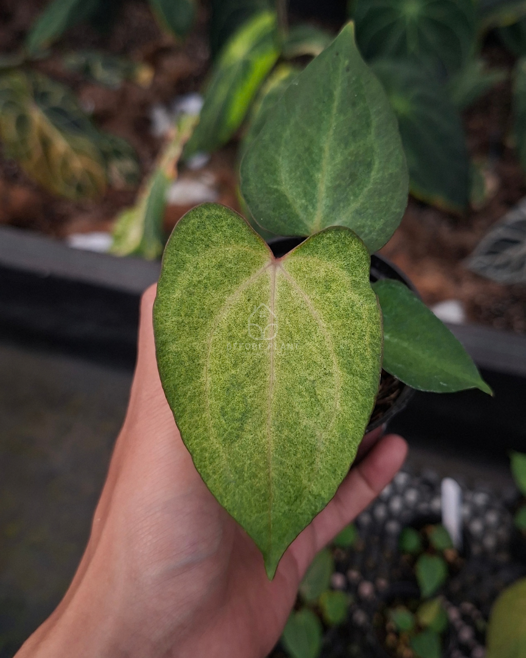 Anthurium Goliath RVDP x Golden Sunrise RVDP