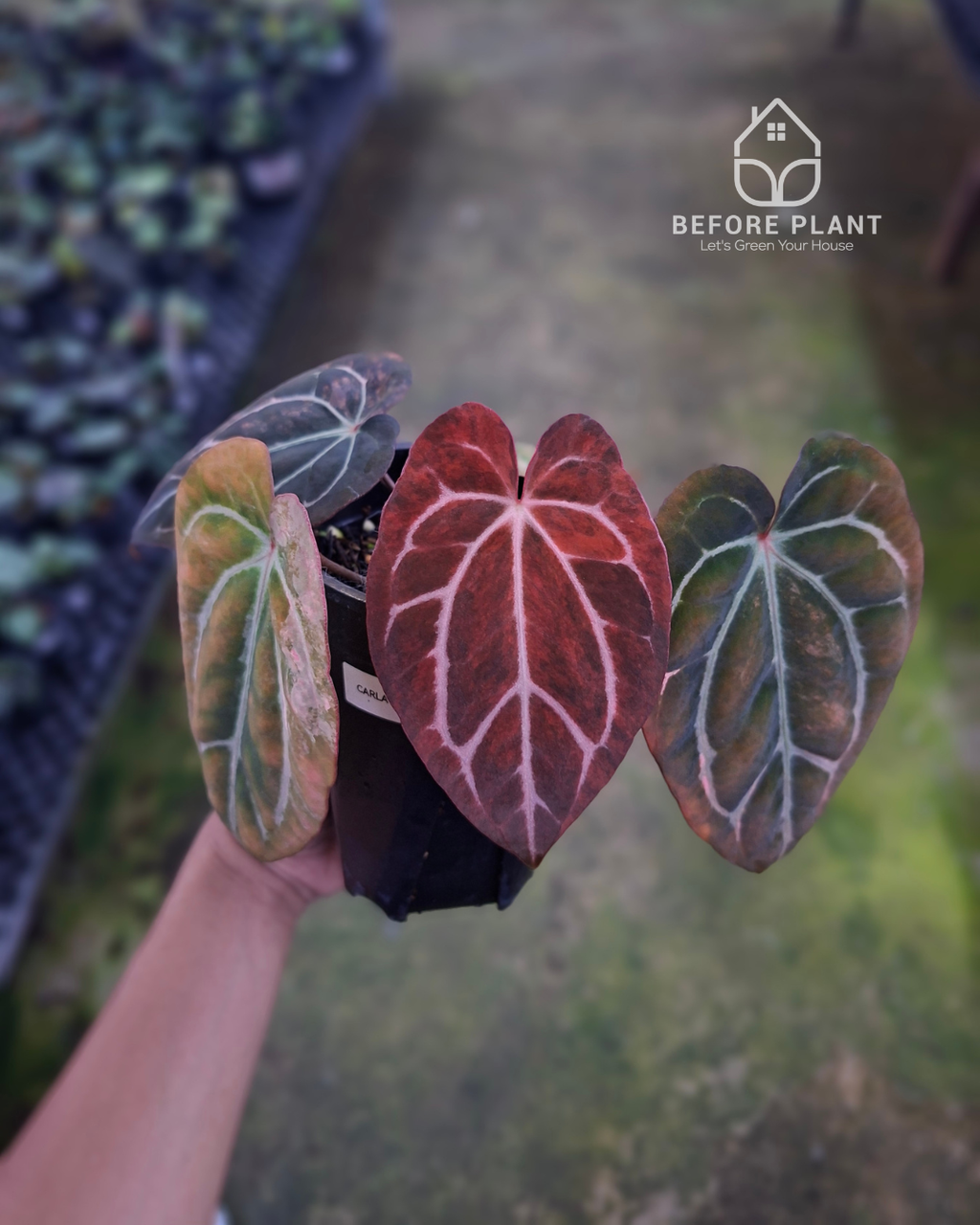Anthurium Carla Blackiae Variegated Pink