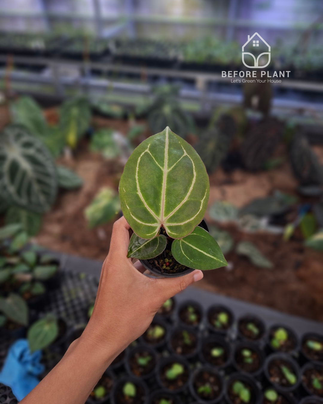 Anthurium Black Venom x Angela Black Widow