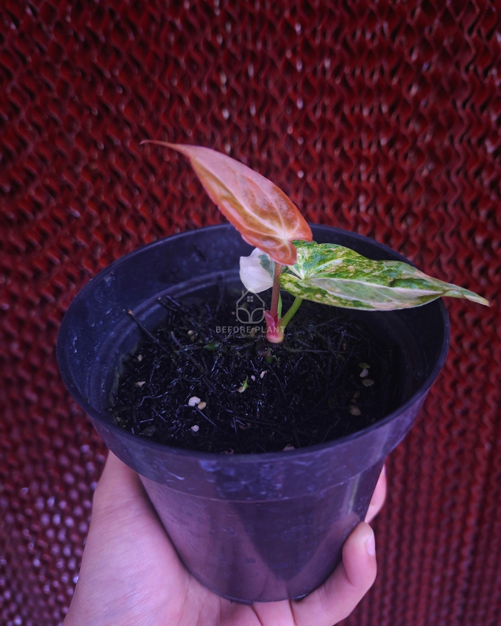 Anthurium Papi Pink x Blue Papi