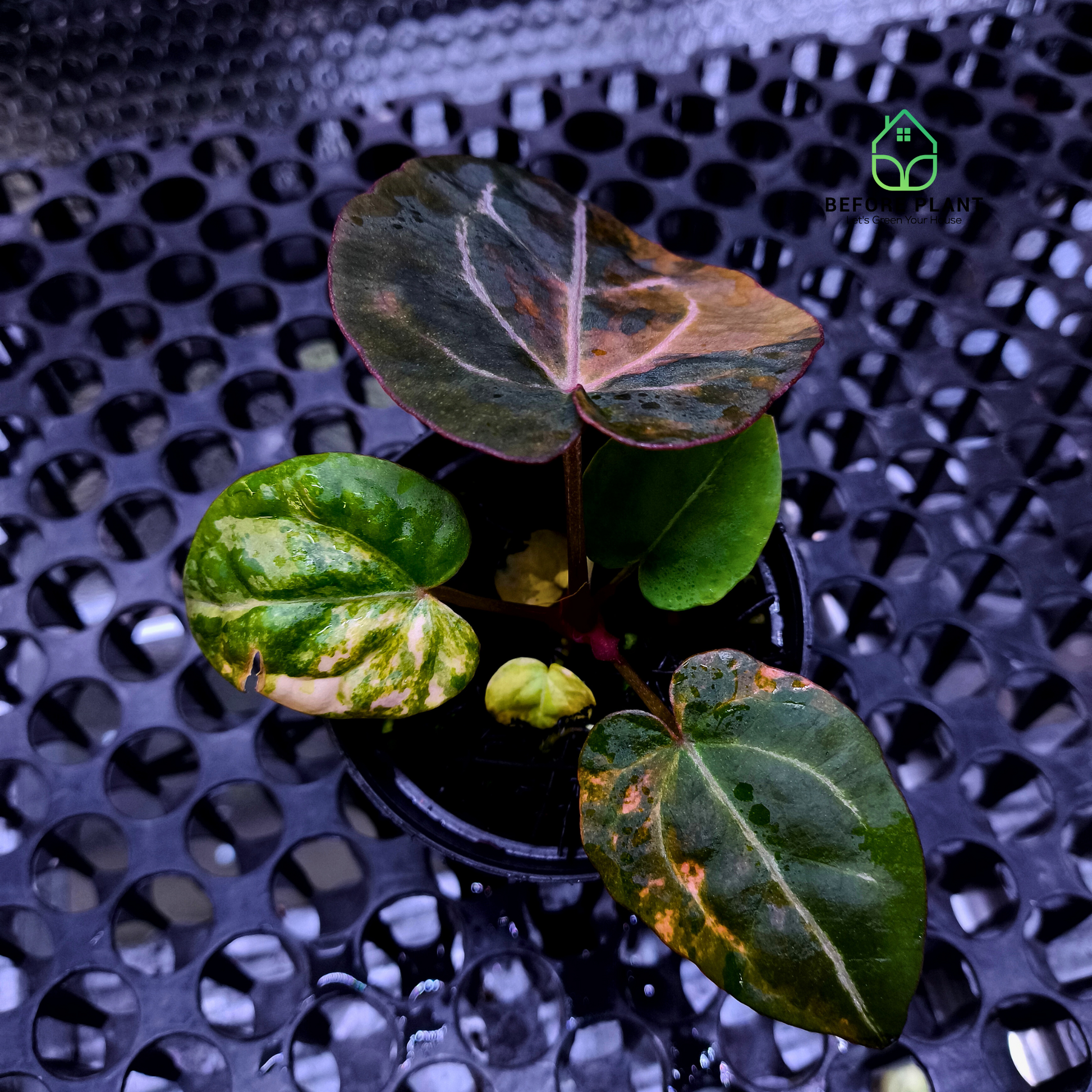 Anthurium Twistter x Red Crystal (RC)