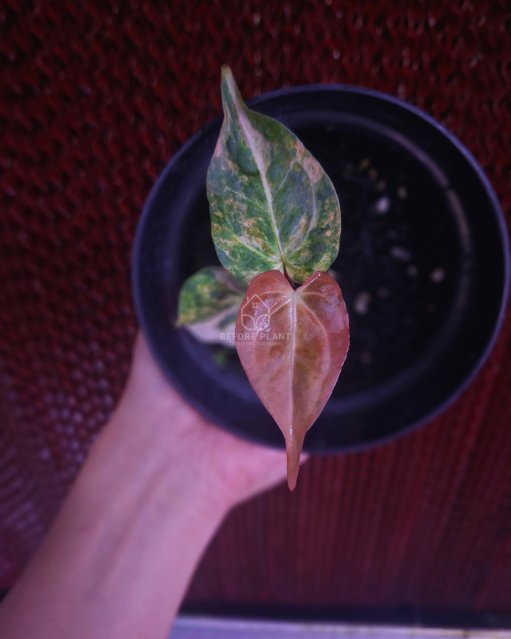 Anthurium Papi Pink x Blue Papi