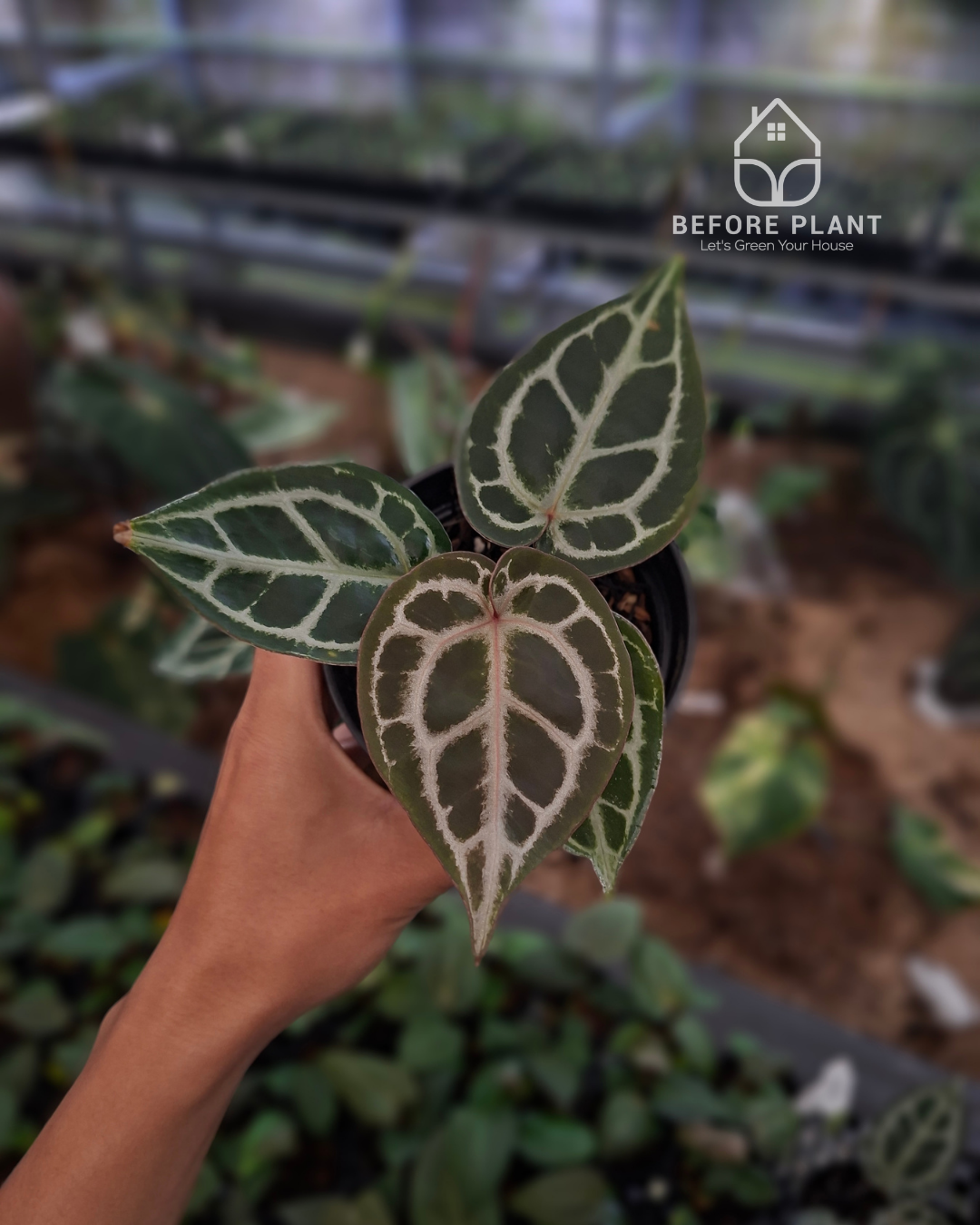 Anthurium Red Tiger