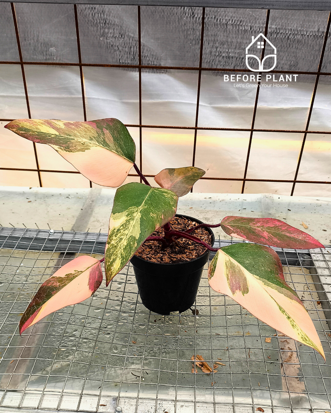 Philodendron strawberry shake