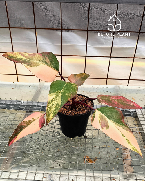 philodendron strawberry shake variegata Philodendron strawberry shake – Beforeplant
