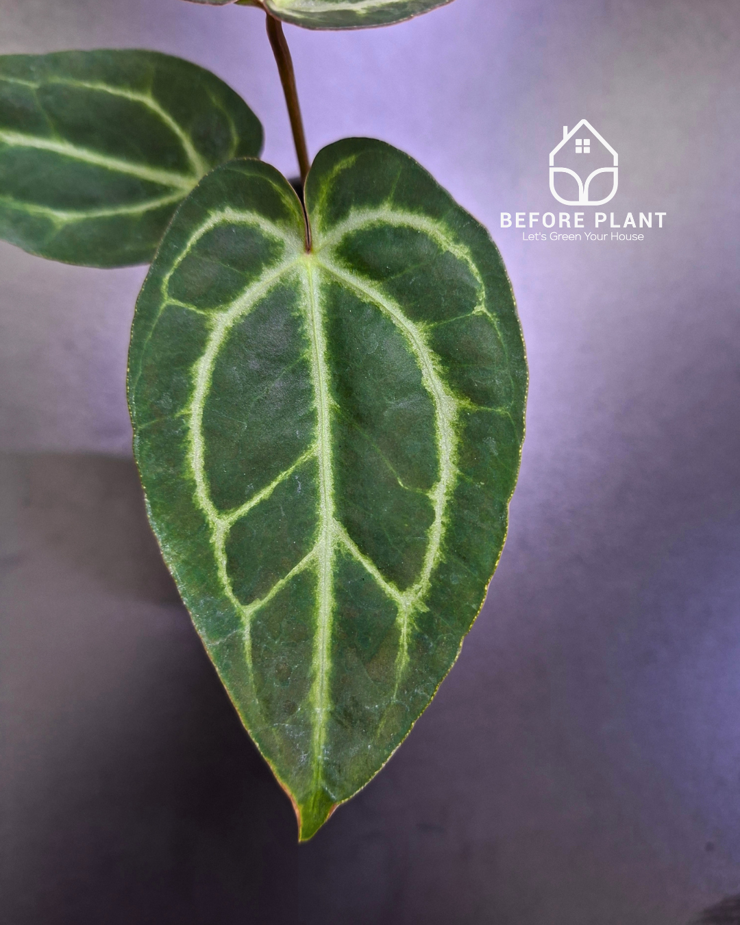 Anthurium Black Venom x Papillilaminum Red Crystal