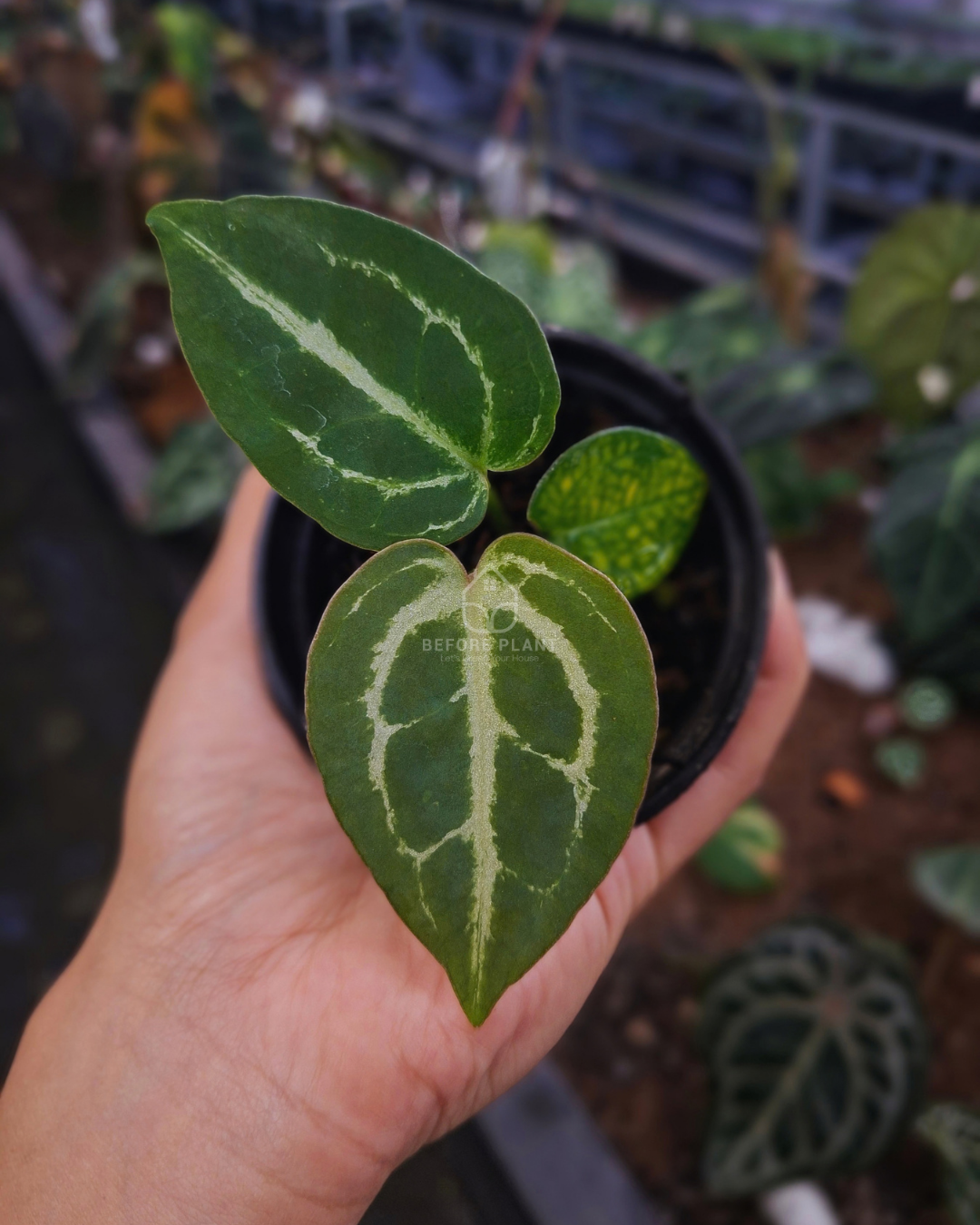 Anthurium Michelle x Michelle Variegated