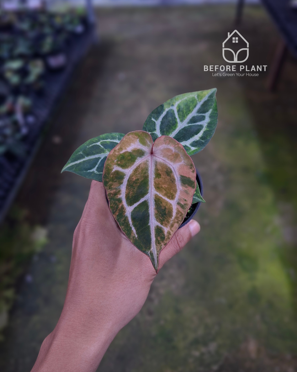 Anthurium Michelle x Silver Blush KOS/HU