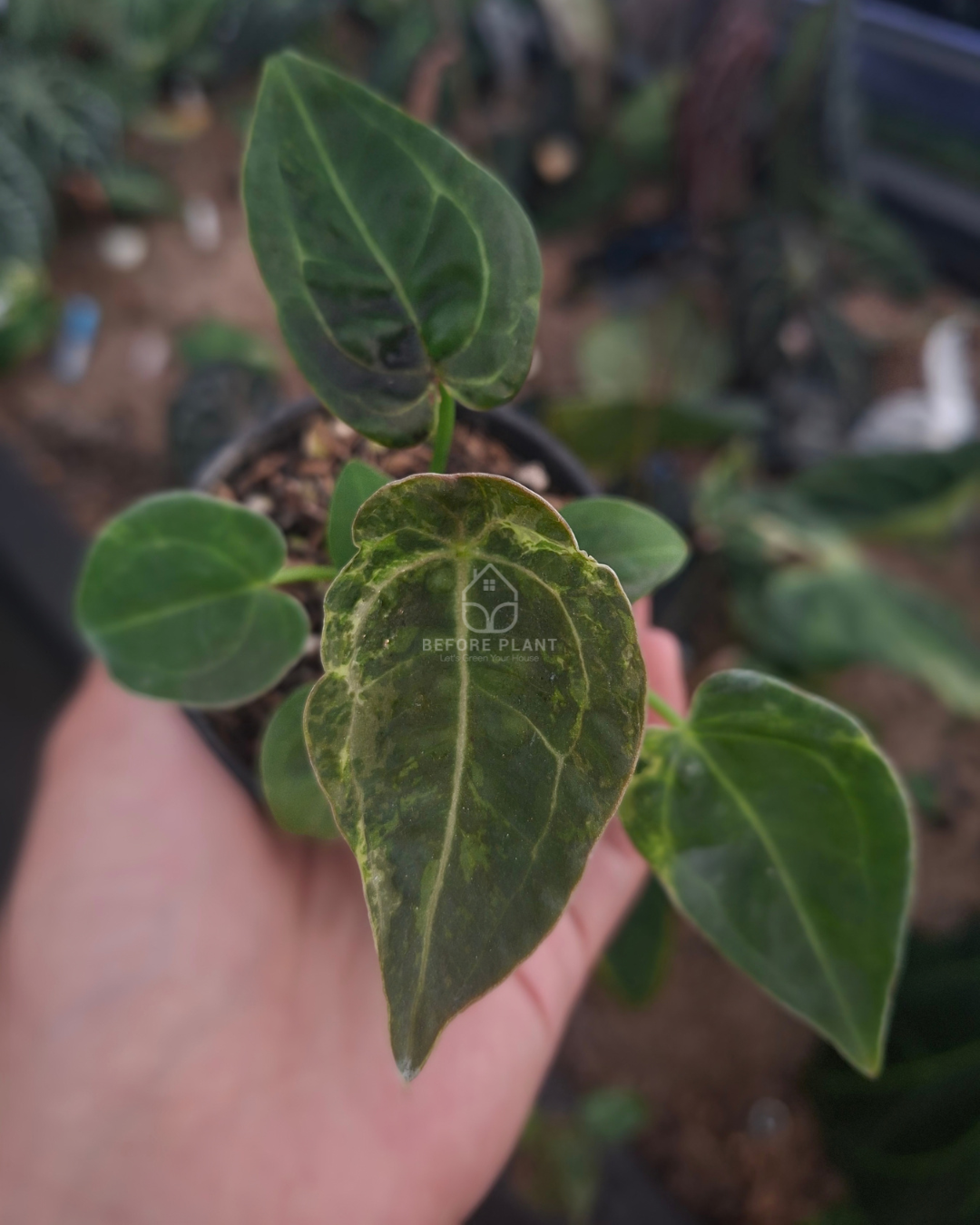 Anthurium Forgetii Blister x Blood Of Blue