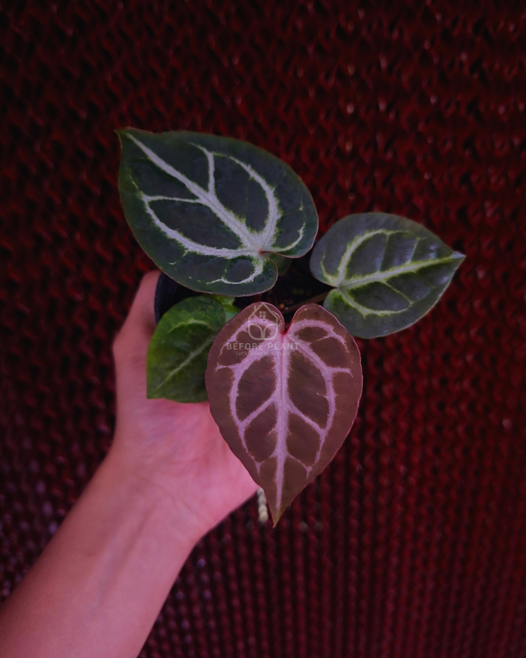 Anthurium Michelle Silver Blush KOS x Michelle