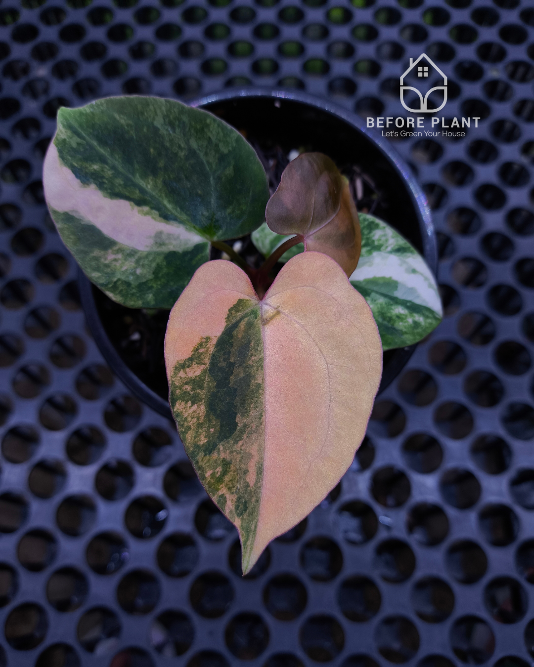 Anthurium Black Venom x RVC Michelle