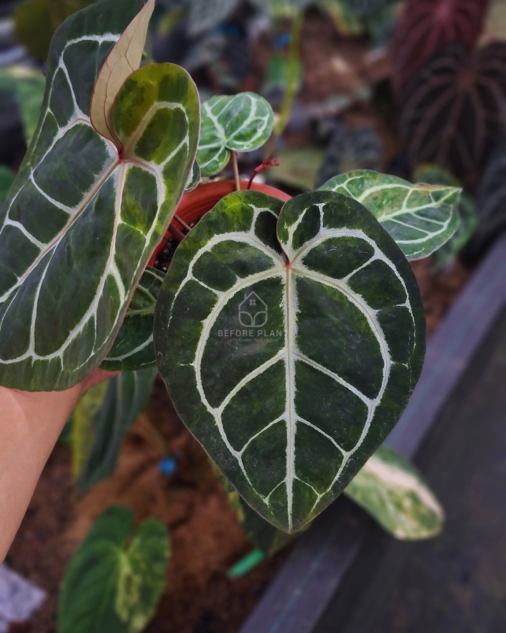 Anthurium Michelle Variegated x Tortoise Grey