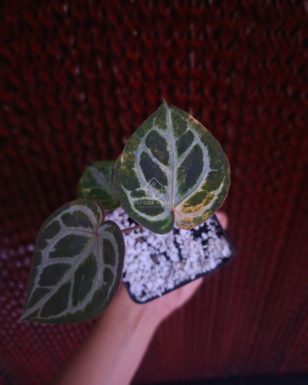 Anthurium Red Tiger Variegated