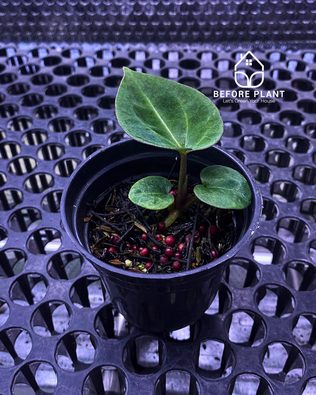 Anthurium King of Spades (HU) Seedling