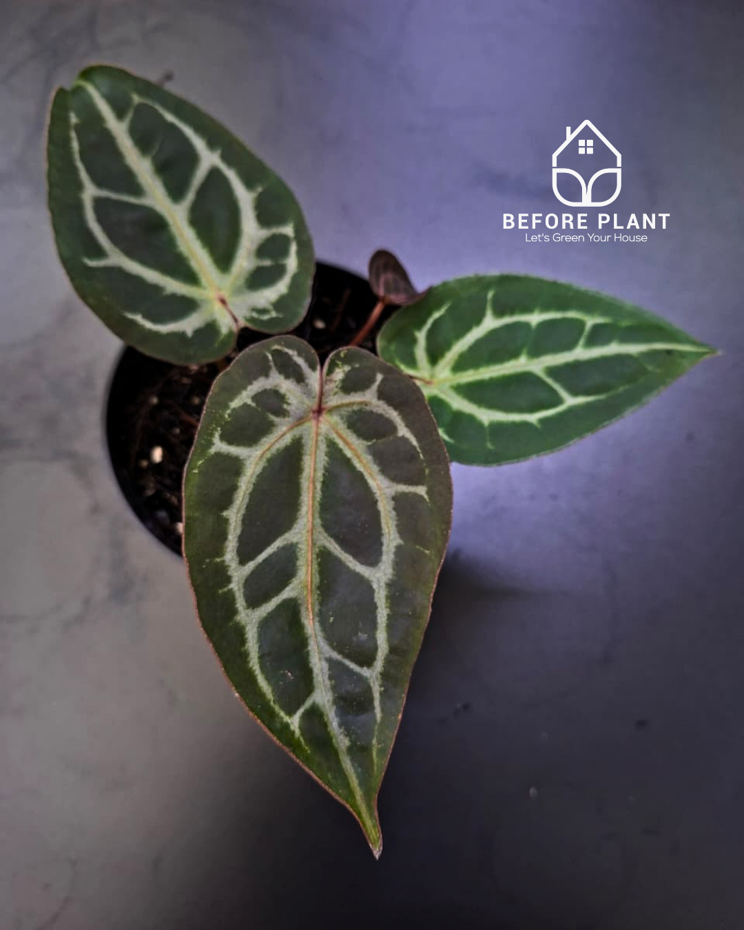 Anthurium Michelle X BVIT ZM RED
