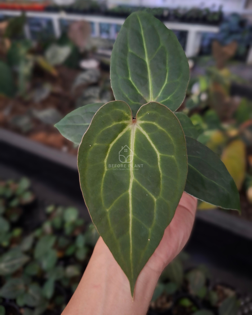Anthurium Red Tiger x Papi Var Subsignatum