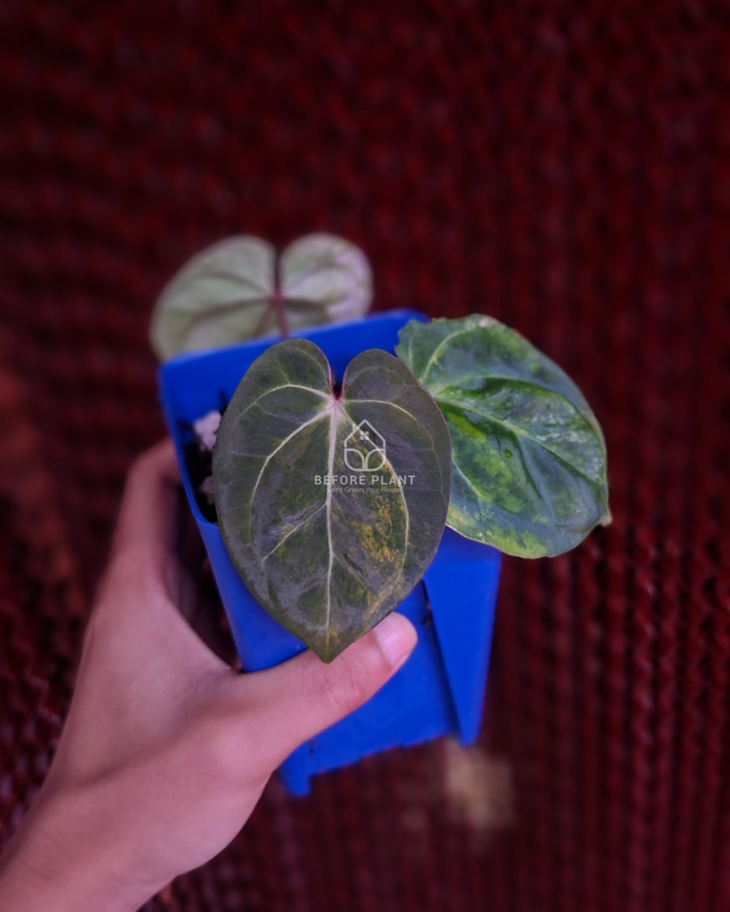 Anthurium Papillilaminum Variegated x Red Vein Dark Phoenix (RVDP)