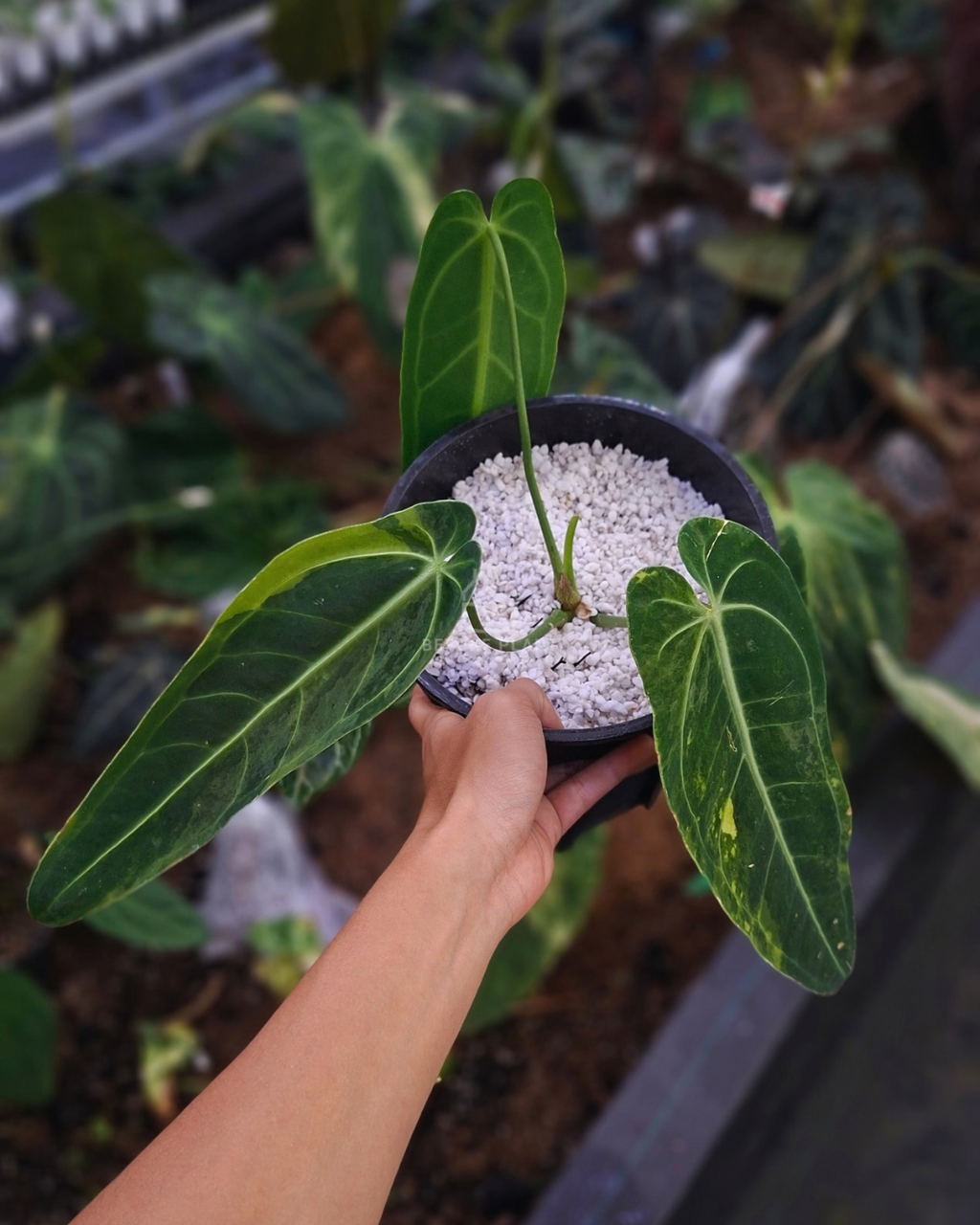 Anthurium Warocqueanum Dark Form Variegated