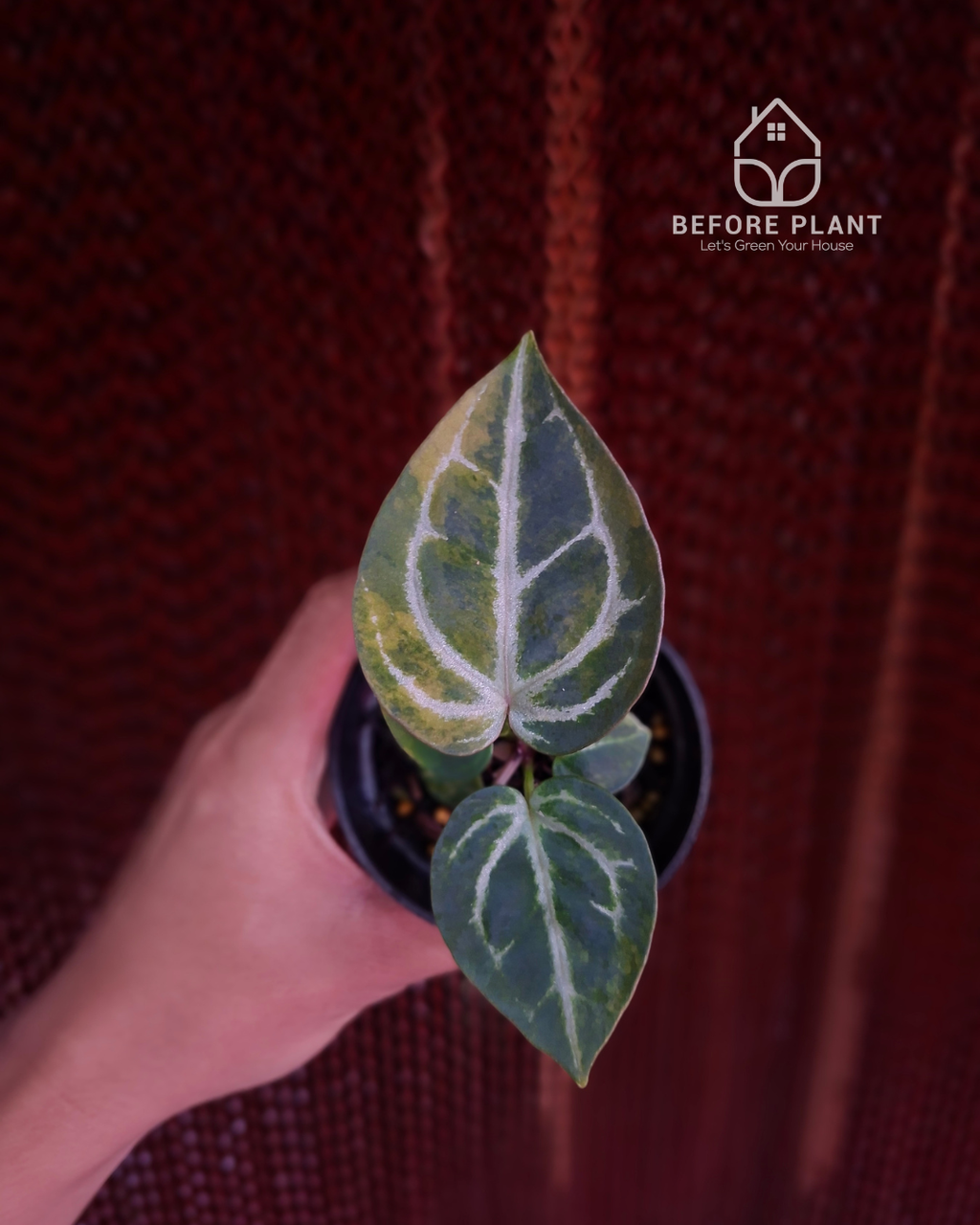 Anthurium Michelle Variegated x Pink Lemonade Black Widow Michelle