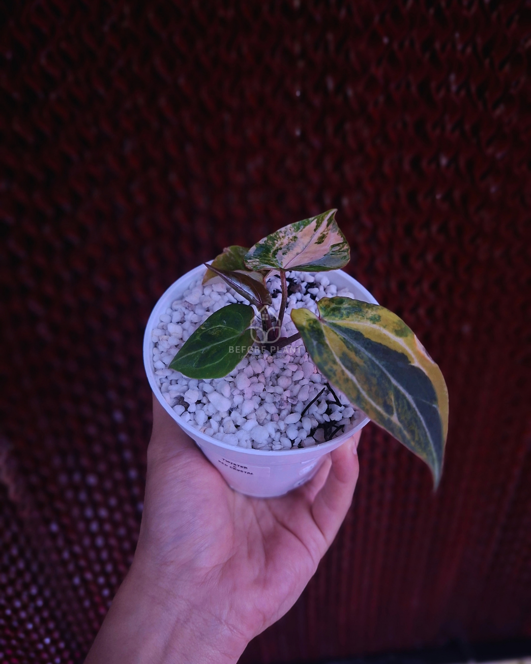 Anthurium Twistter x Red Crystal