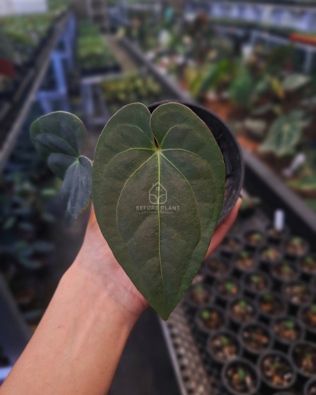 Anthurium Carla Porti NSE x Papi Var AOS Tezula