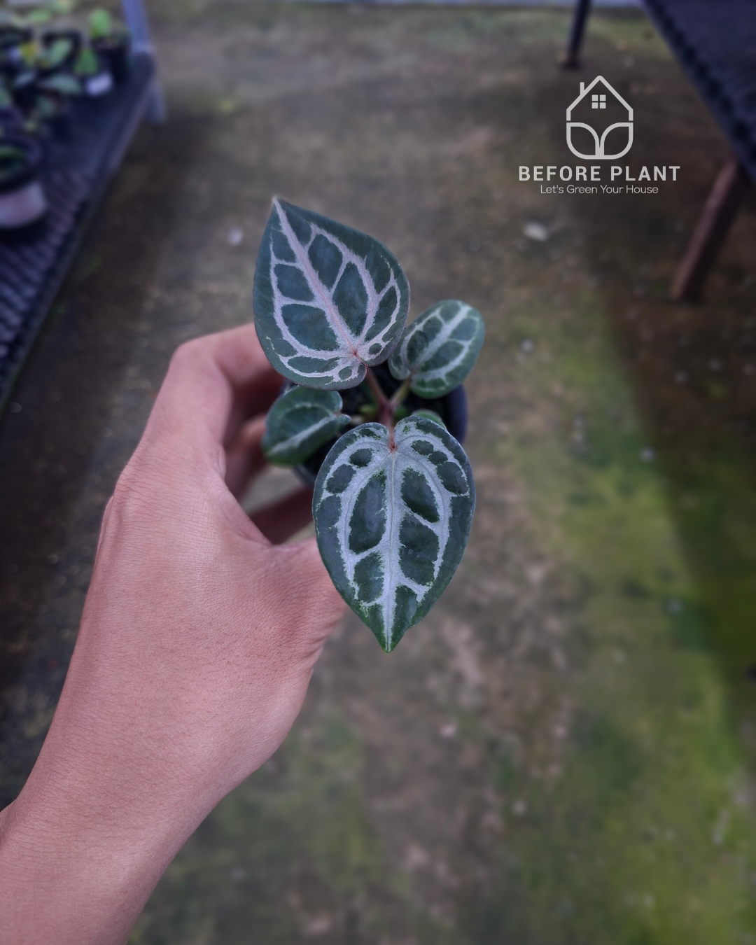 Anthurium SKG Pink Lemonade Black Widow Michelle x Red Tiger