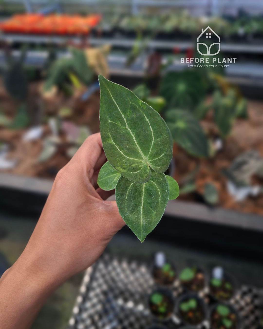 Anthurium Forgetii Blister x Indigo