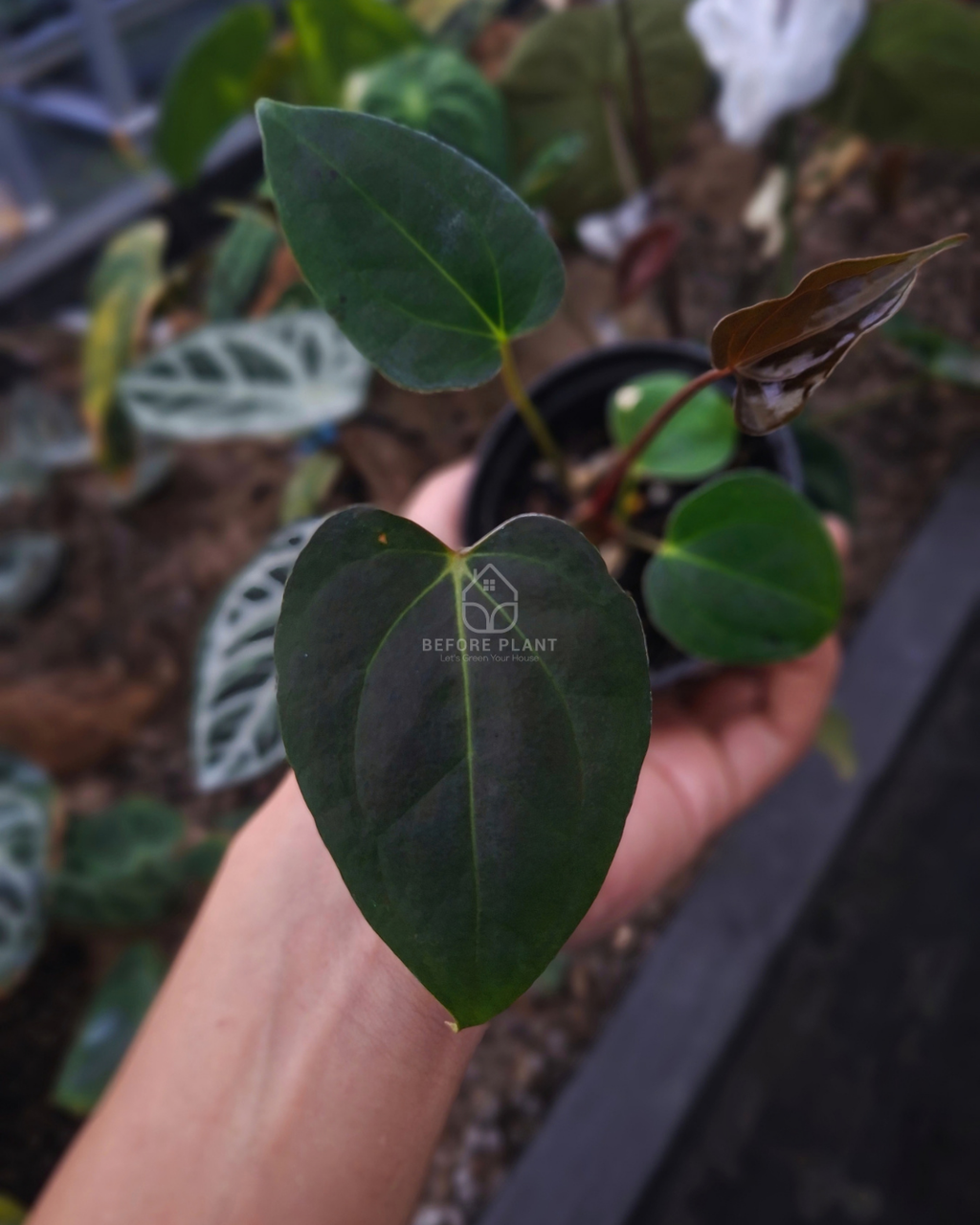 Anthurium Blood of Blue x Carla Blackiae
