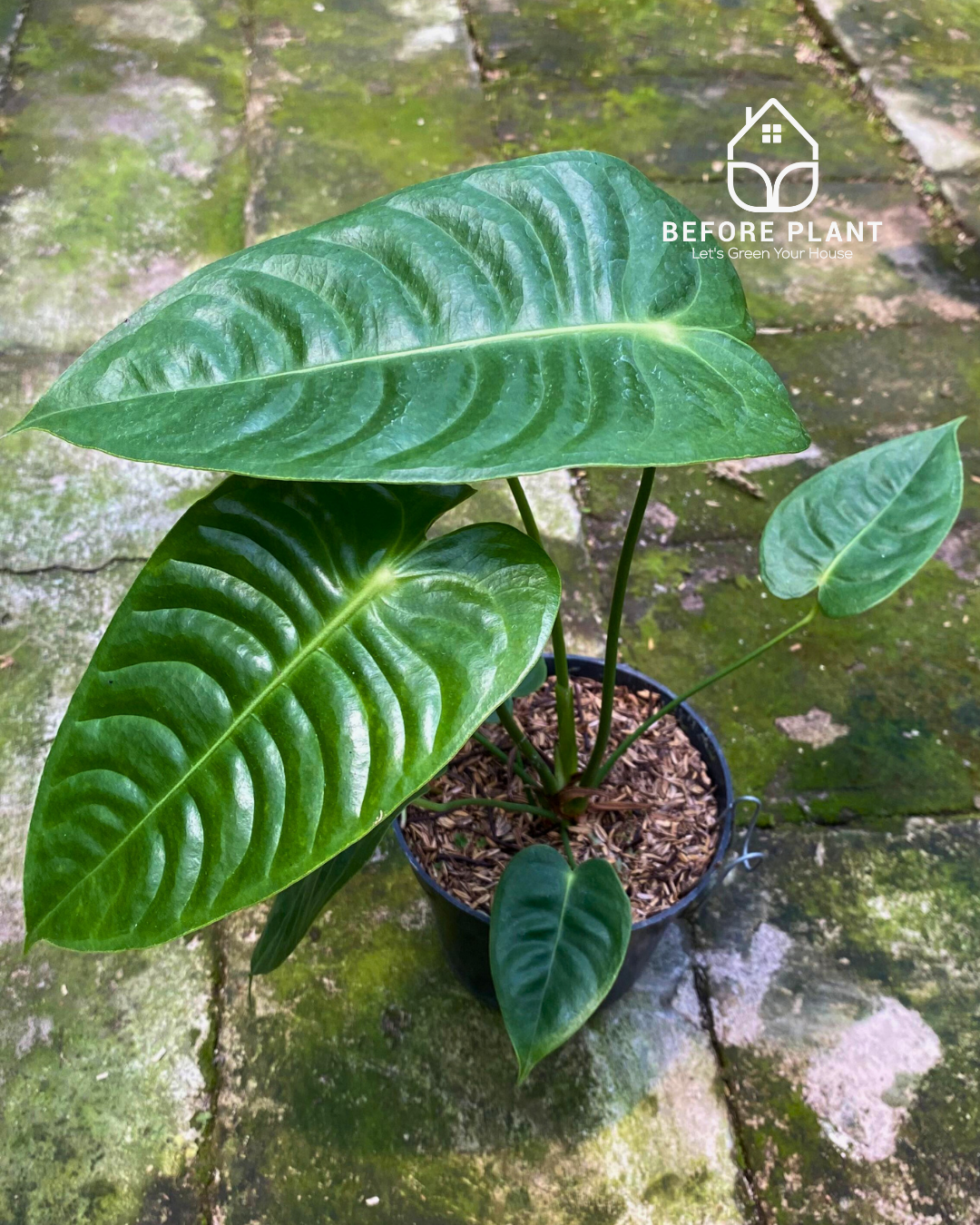 Anthurium Veitchii King