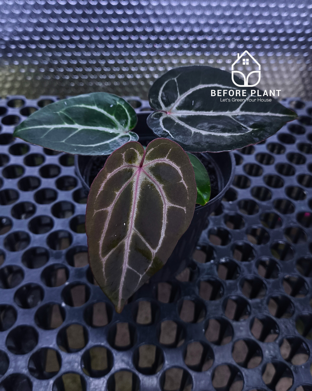 Anthurium Michelle X BVIT ZM RED