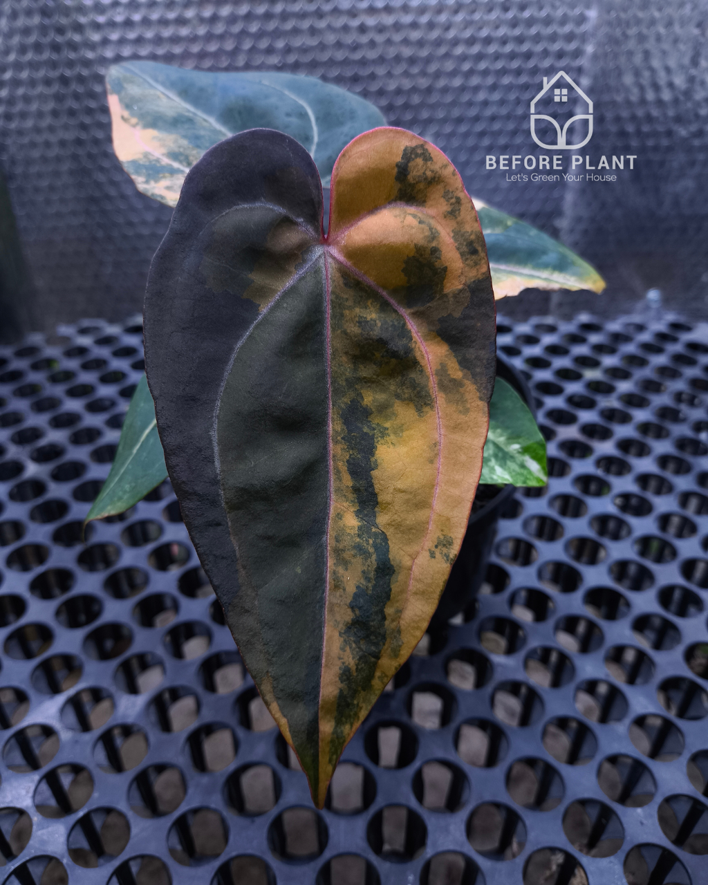 Anthurium Black Venom x Twilight Armor