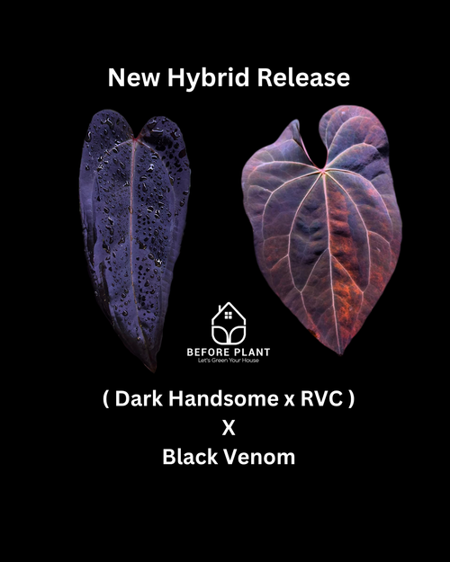 Anthurium ( Dark Handsome x Red Velvet Cake) X Black Venom